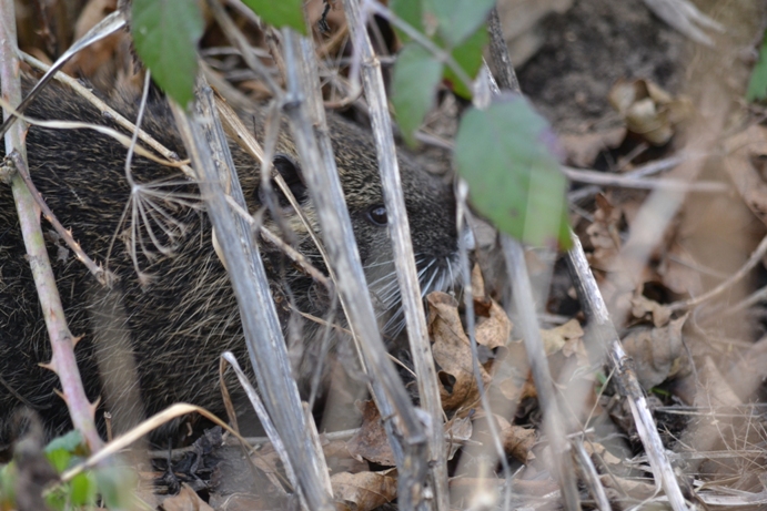 cuccioli di nutria... in gennaio